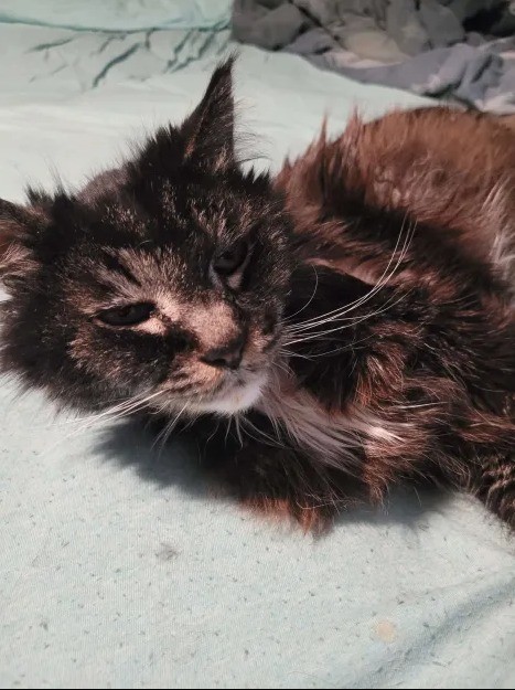 It's time. It's time.. Meet Tiptoe. Named because the tips of his feet and tip of his tail were white. A little over 17 years this guy has served as one of my companions.